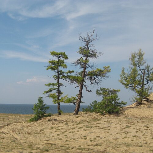 Ольхон.Урочище Песчаное.Эоловые формы рельефа.