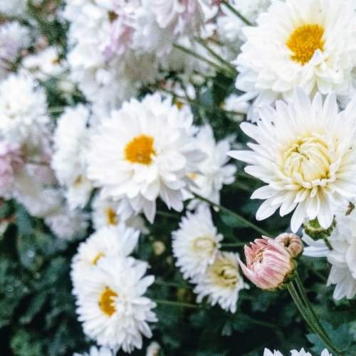 blossoming flowers
