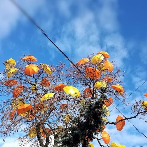 Photo #2100153