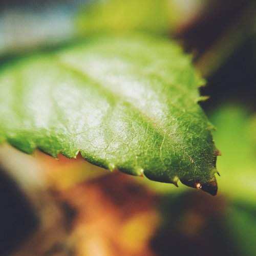 Micro leaf