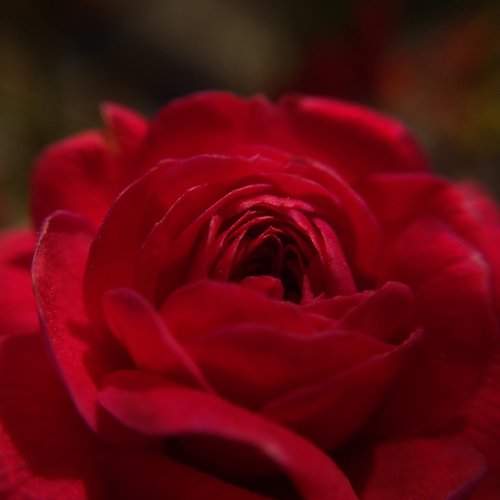 Photo #2100246