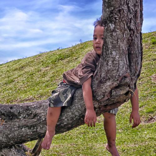 Sleep on tree