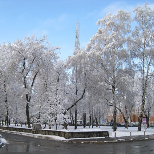 Деревья под снегом.