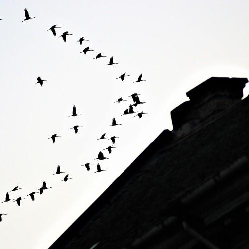 invasion