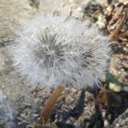 Beautiful nature ,beautiful flower