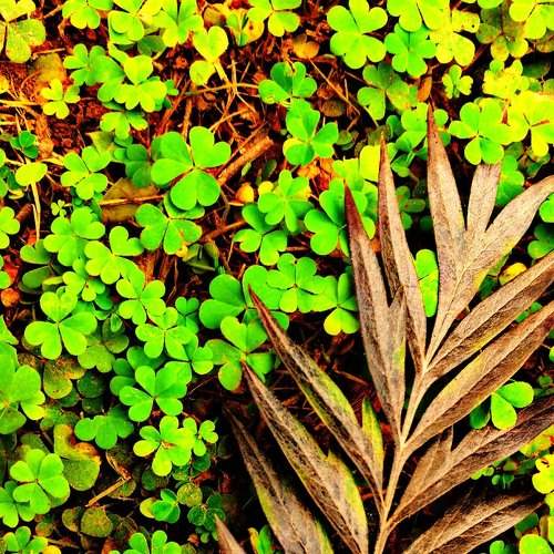 Leaf