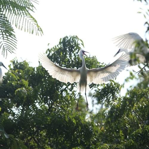 Swan