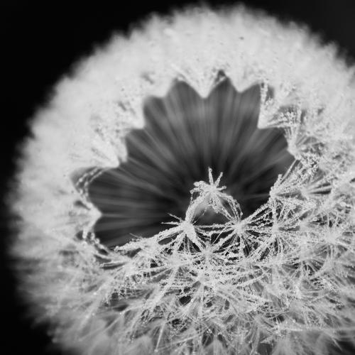 Cristal Flower