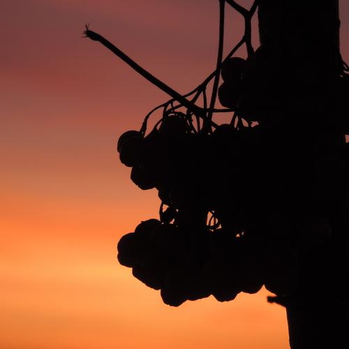 Photo #2104086