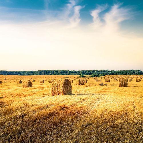 Russian field