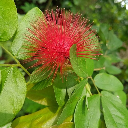 Red powder ....