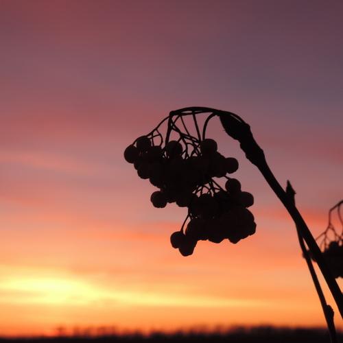 Photo #2105292