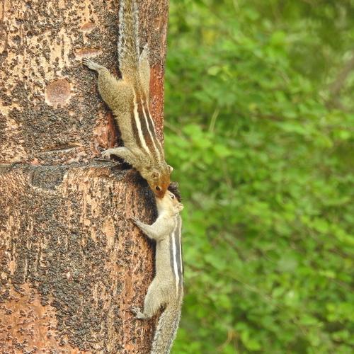 Squirrels