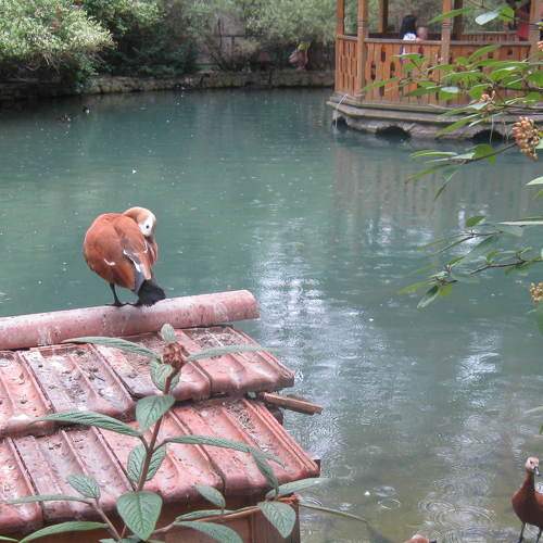 Photo #2106851