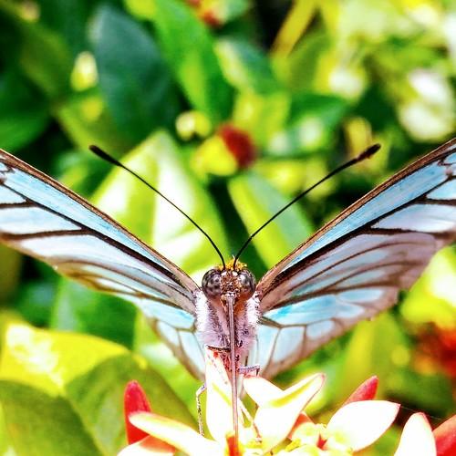 Delighted Butterfly