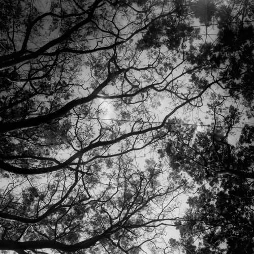 Branches Out