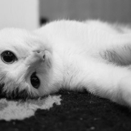 Photo #2107720