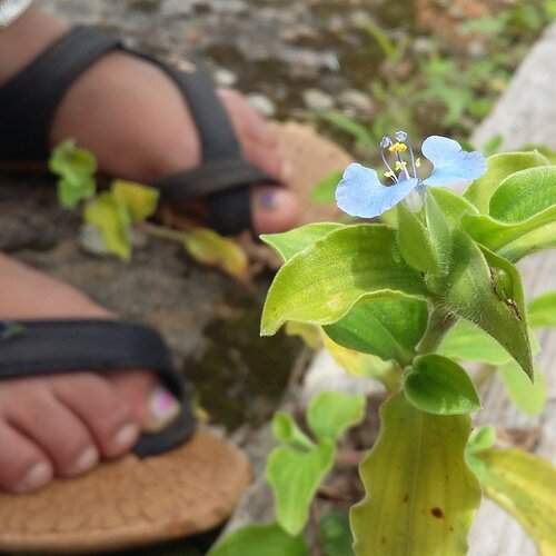 blue petals