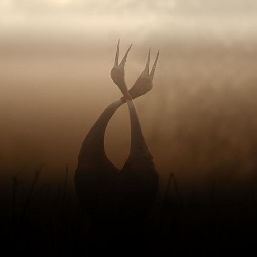 sarus