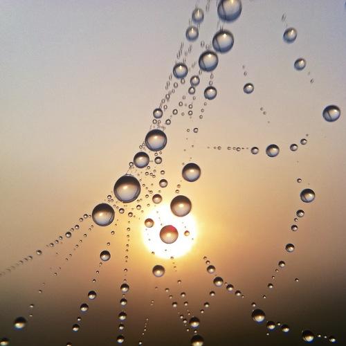 Morning Dew