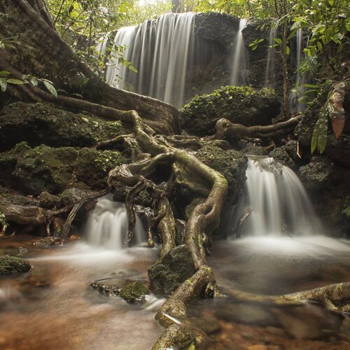 Jungle Flow