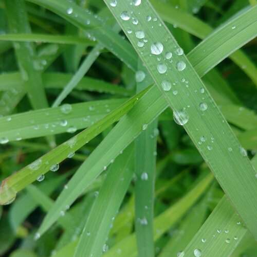 nature beauty