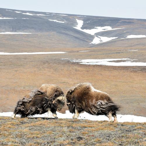 Борьба овцебыков.