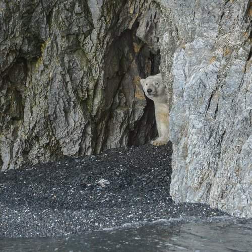 местный житель