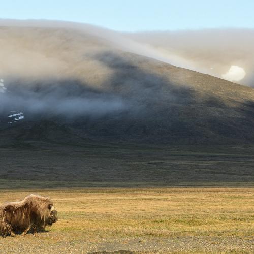 Безмятежность