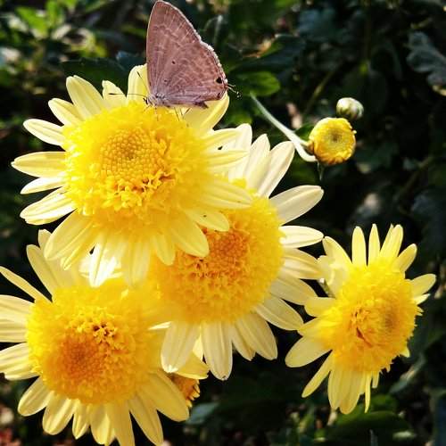 A butterfly sitting on a yellow flower