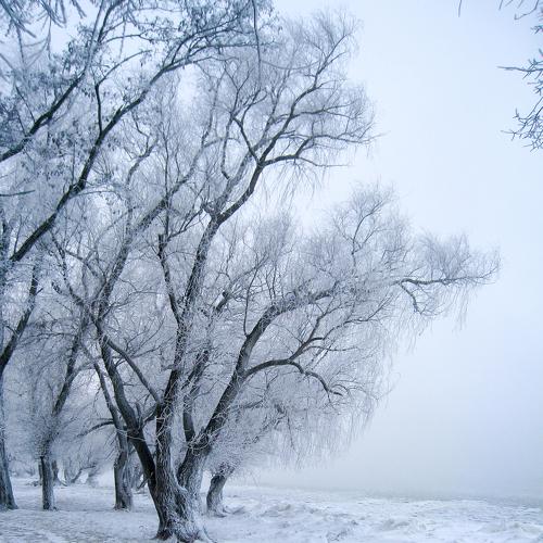 Misty morning