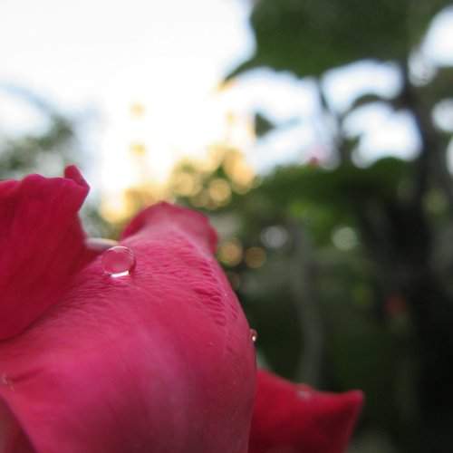 water drop ON ROSE