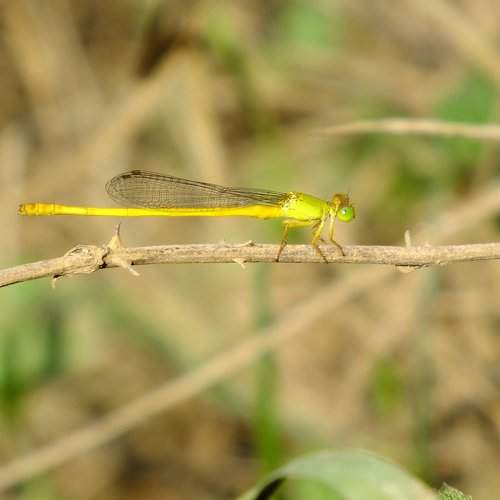 Fly at Rest