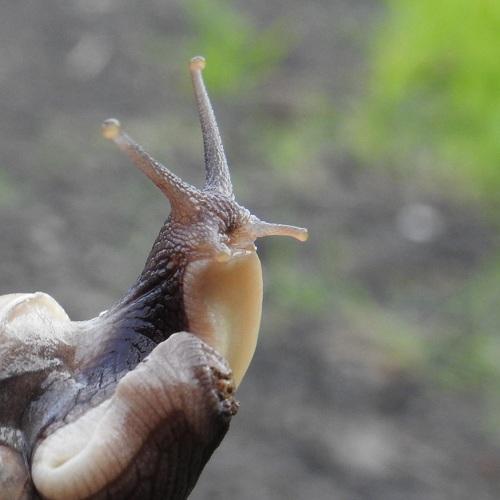 Snail