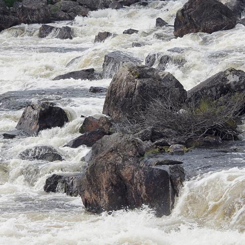 Водопад Кивакка-коски и его маленькое дерево