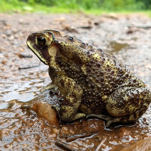 Wild Frog