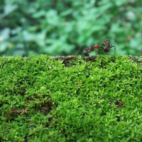 Ants