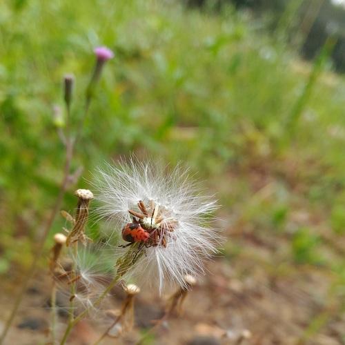 Insect searching food in a dry flower