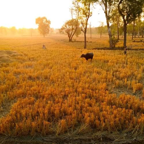 Golden agricultural land
