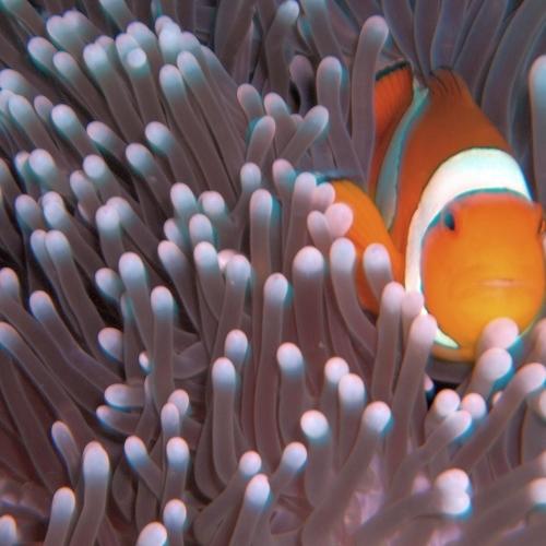Nemo at home