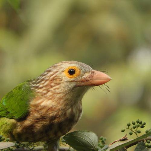 Lineated Barbet