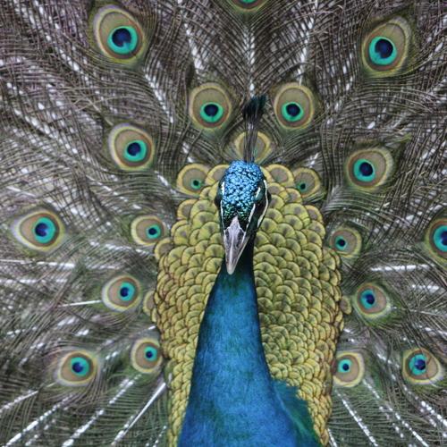 Pavão