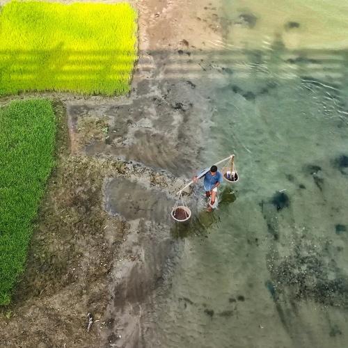 The Farmer