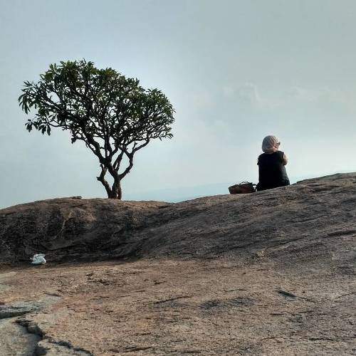 Anjanadri hill tree