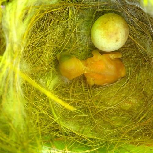 Bird Nest