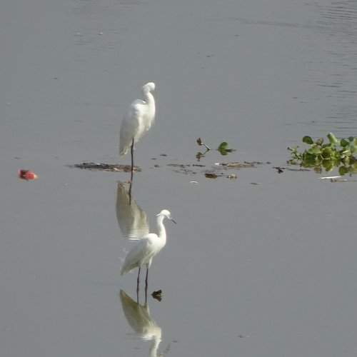 Heron