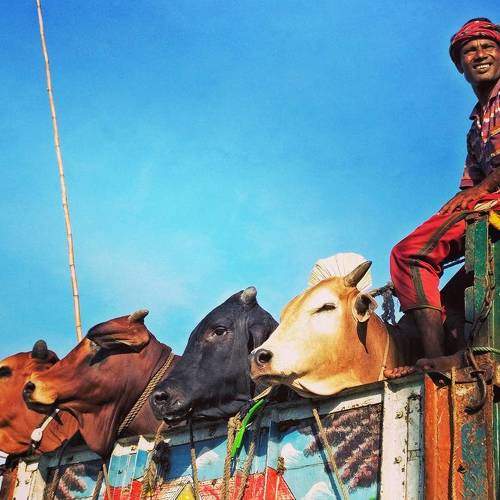 Cows and the man