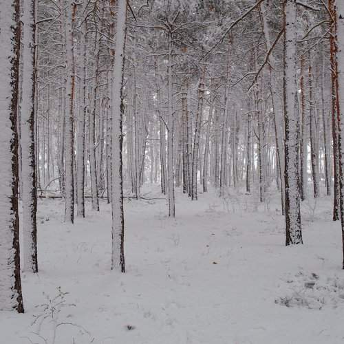 Photo #2121428