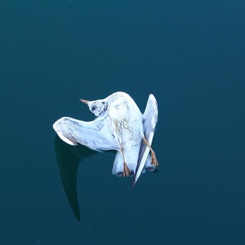 Photo #2121659