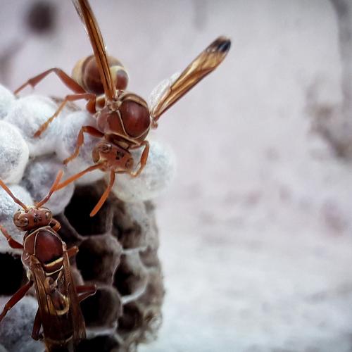 Yellowjacket insect